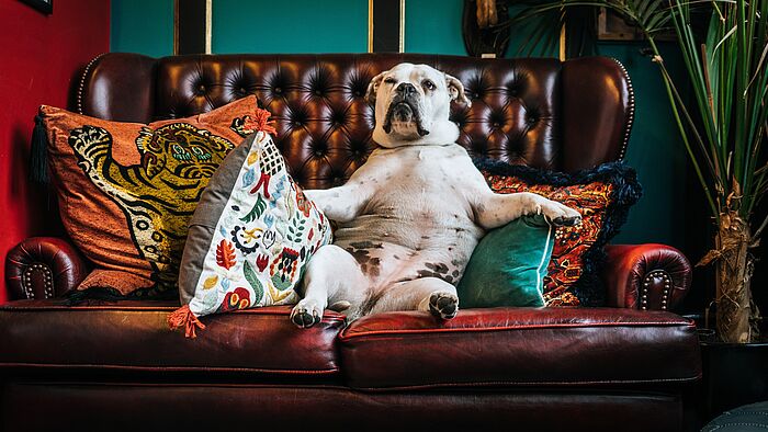 5 Wege, eine alte Couch aufzumotzen