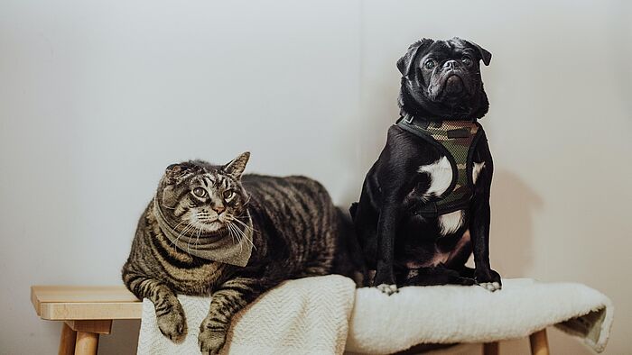 Mit Hund und Katz umziehen